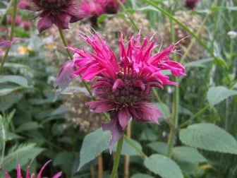 Butterfly Garden Or Cutting Garden Perennial