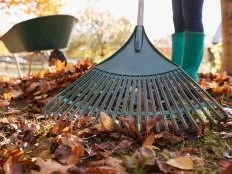 Rake Leaves