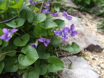 Purple Violet Edible Flower