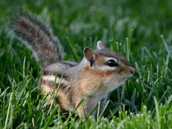 Eastern Chipmunk