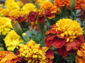 Marigolds