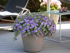 Calibrachoa MiniFamous Neo Light Blue 