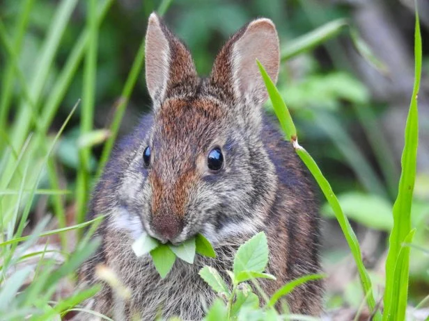 Rabbit Eating Leaves