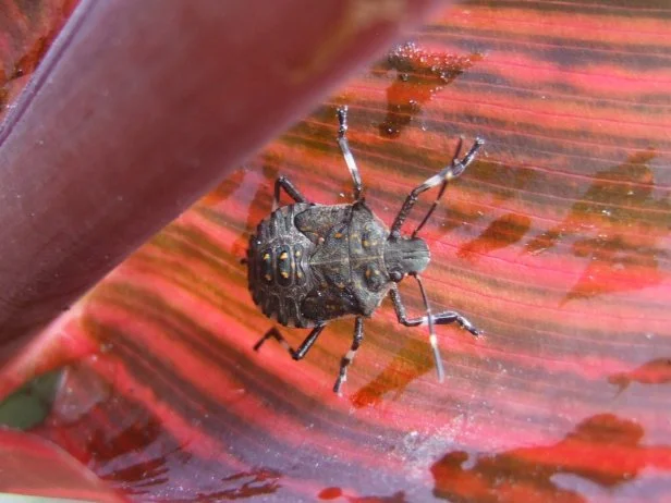 Stink Bug In Garden