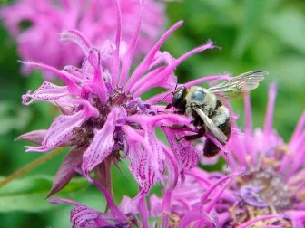 Native Purple Coneflower