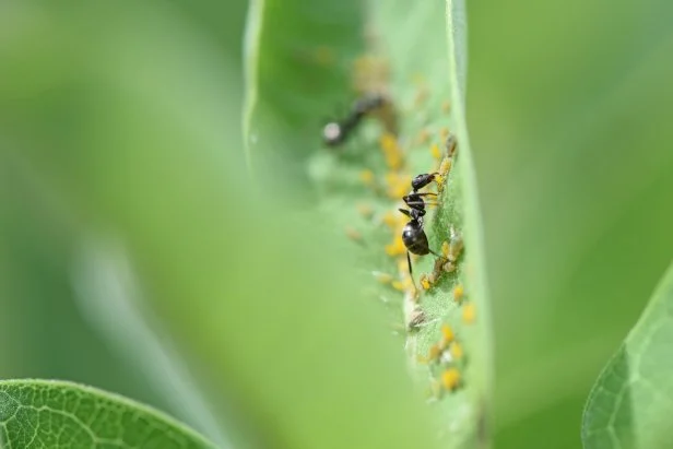 aphids and ants