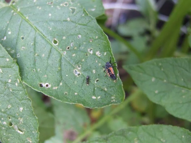 Beneficial Insect