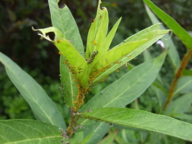 aphids and monarch butterfly caterpillar