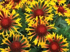 Bicolor Perennial Native