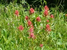 Indian Paintbrush Castilleja