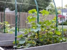 Cucumber Plant in Vegetable Garden