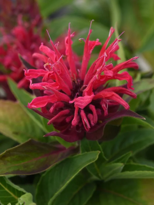 Monarda 'Bee-Mine' Red Bee Balm