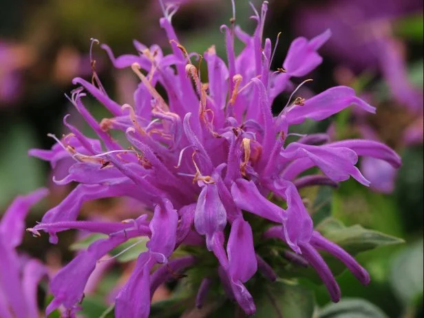 Monarda Balmy 'Lilac' Bee Balm