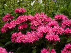 Monarda 'Pardon My Pink' Bee Balm