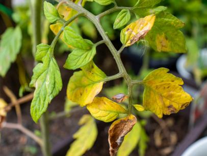 Why Are My Tomato Leaves Turning Yellow?