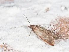 Flour moths in the pantry.