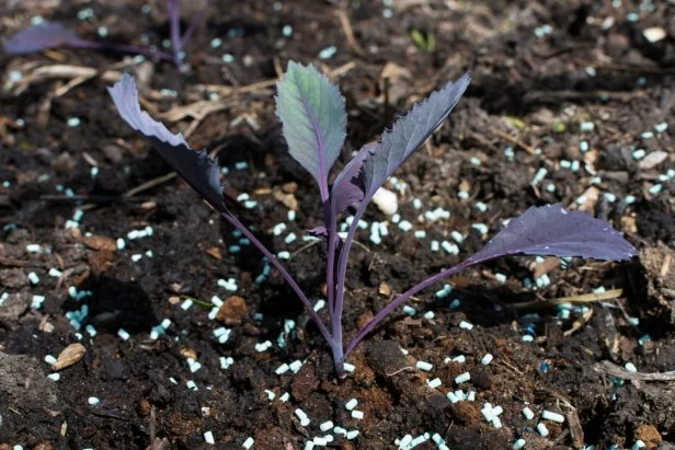 Slug Bait On Soil