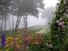 Clematis, delphiniums, coneflowers, daisies, lawn