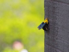 carpenter bee