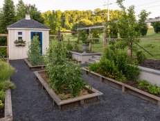 A shed and raised beds filled with plants surrounded by a fence in a backyard.