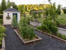 A shed and raised beds filled with plants surrounded by a fence in a backyard.