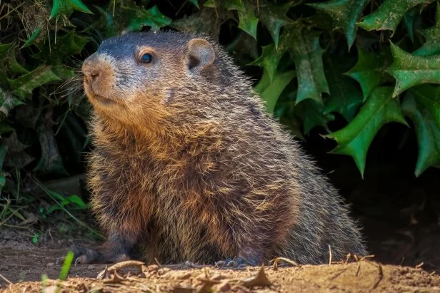 groundhog