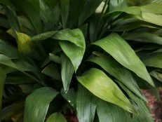 Aspidistra elatior foliage