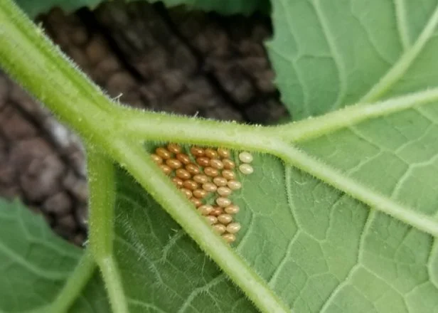 Rows of Squash Bug Eggs on the Leaf of a Squash Plant