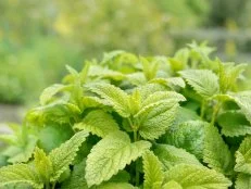 Lemon Balm Leaves Grow in a Home Garden