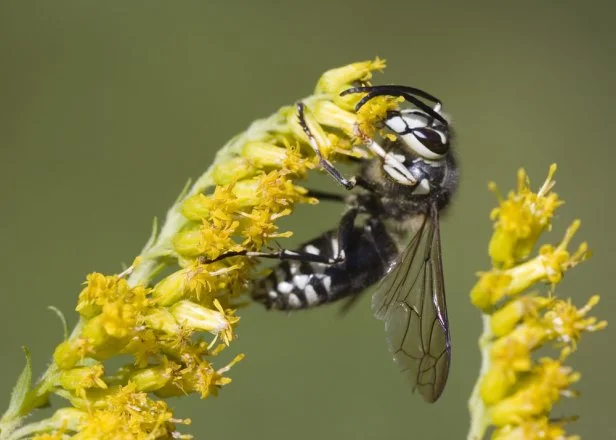 Hornet perched on a flower.