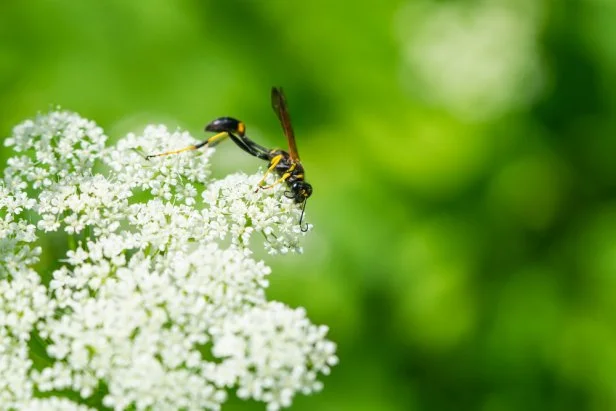 Black and Yellow Mud Dauber Wasp on Ground Elder Flowers