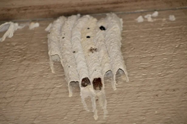 A Mud Dauber's nest on an exterior wall of a building.