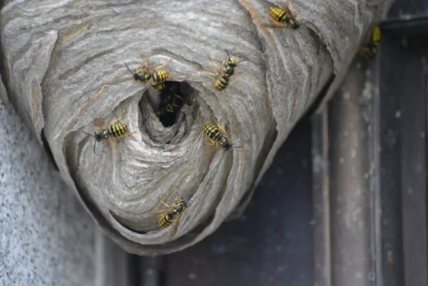 Yellow Jacket Hive 