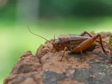 Close up House cricket (Acheta domestica) in tropical forest