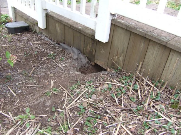 Critter Hole Under Deck