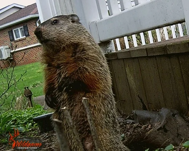 Groundhog