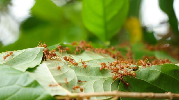 How to Get Rid of Fire Ants