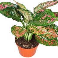 Chinese Evergreen