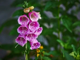 Cowlflap (Digitalis purpurea) on green background