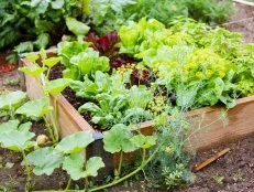 Sustainable Gardening