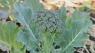 Broccoli Pests and Potato Bags