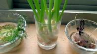 How to Regrow Vegetables From Kitchen Scraps