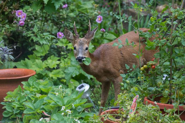 Deer, Plant, Plant community, Shrub, Adaptation, Garden, Flowerpot, Groundcover, Herb, Terrestrial animal, 