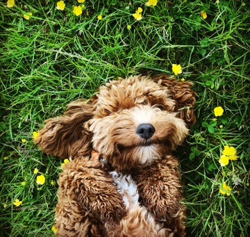 a dog lying in the grass