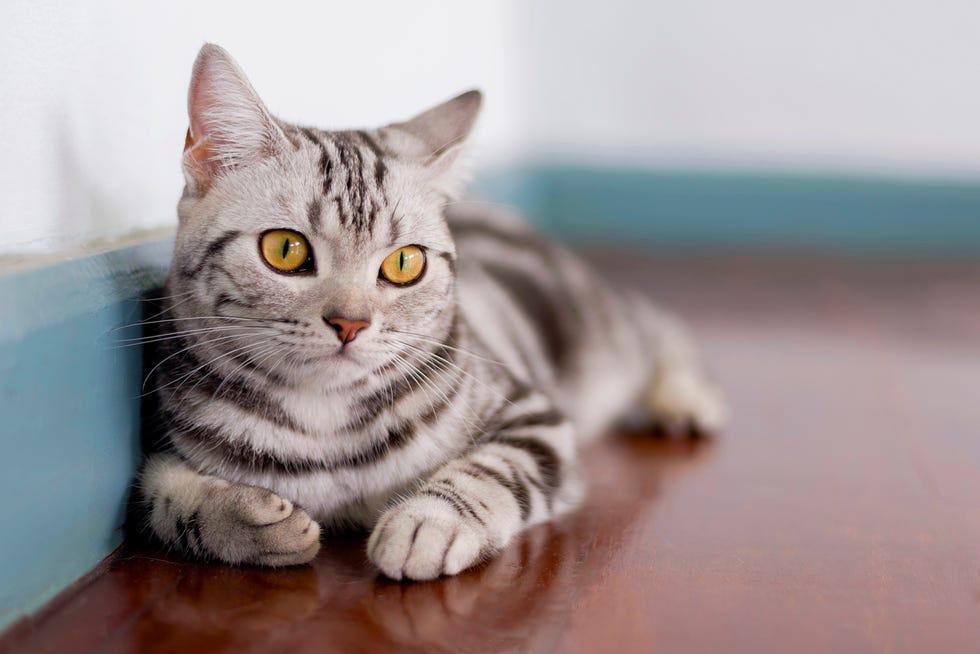 most affectionate cat breeds with american shorthair cat in room