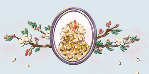 chicken illustration