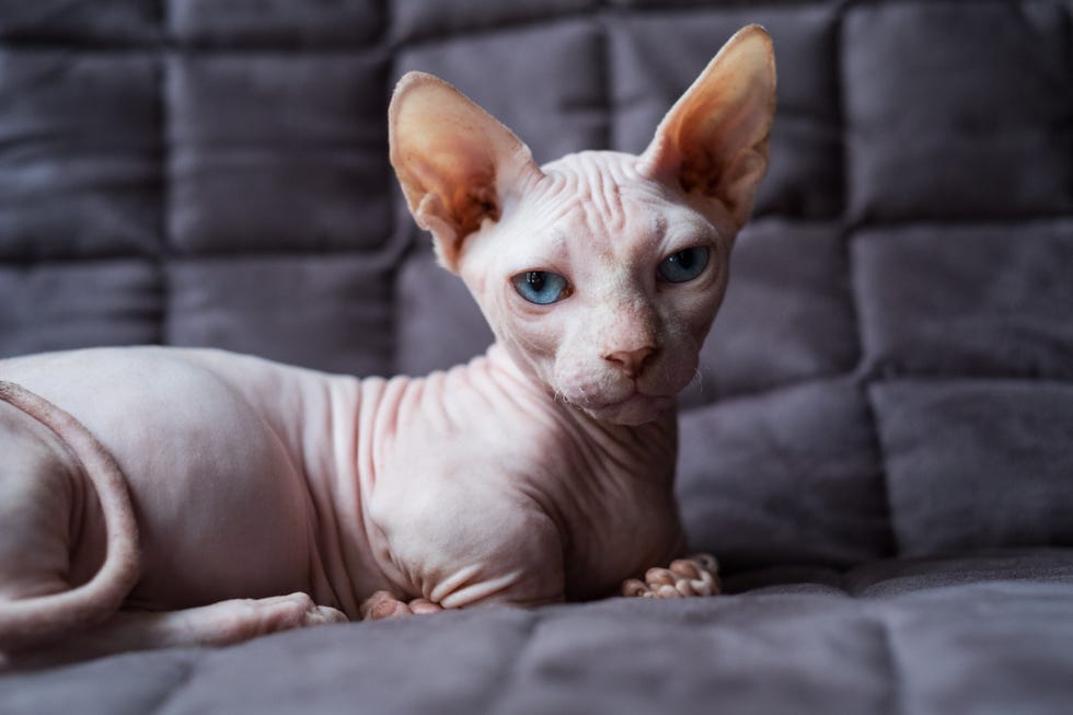 most affectionate cat breeds with sphynx cat