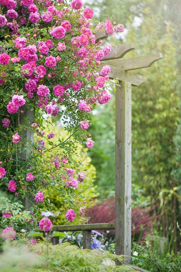 flowering vines on a garden trellis