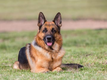 german shepherd lying in grass