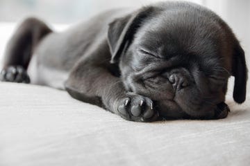 black pug puppy dog lying down asleep facing camera